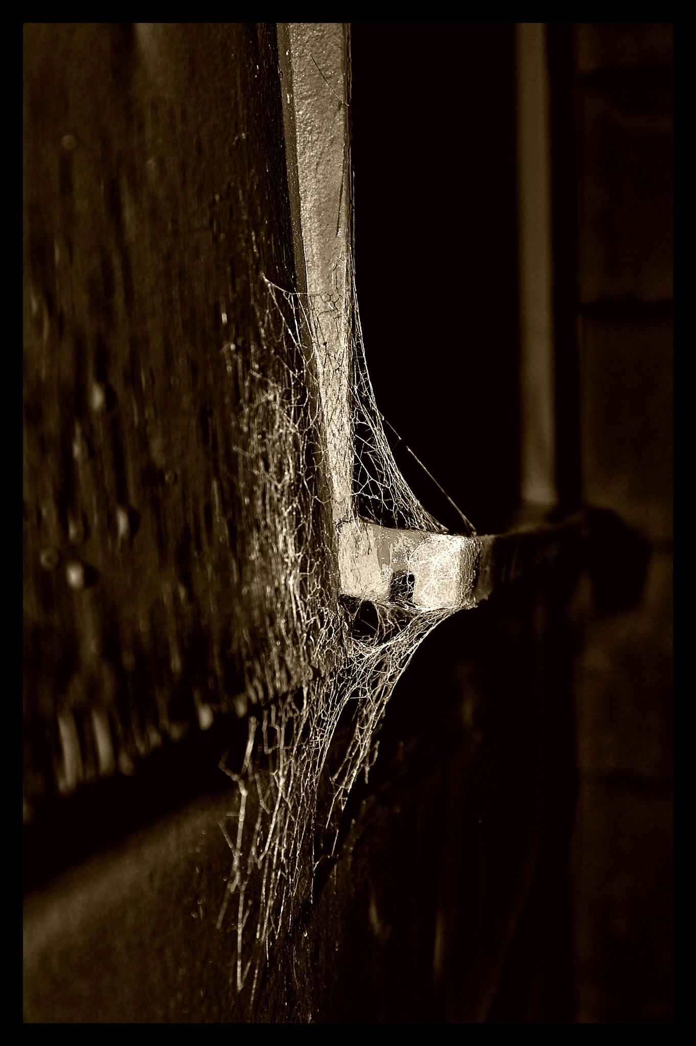 Nikon D50 sample photo. Cobweb / spinnennetz photography