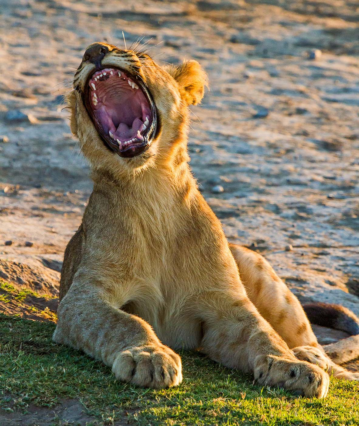 Canon EF 100-400mm F4.5-5.6L IS USM sample photo. The lion cub photography