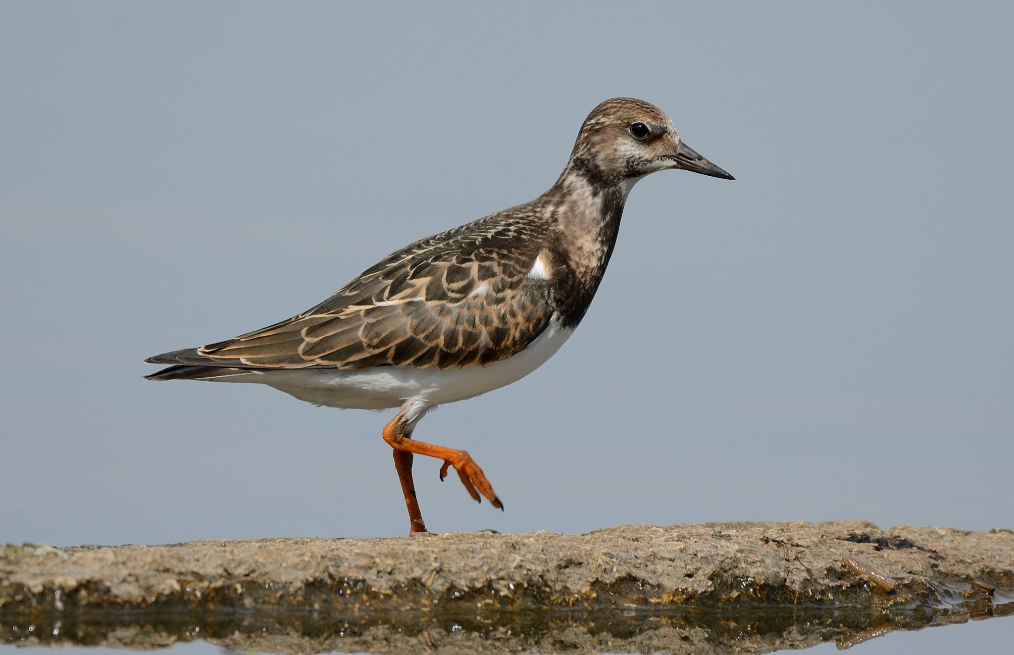 Nikon AF-S Nikkor 200-500mm F5.6E ED VR sample photo. A turnstone on the shore photography