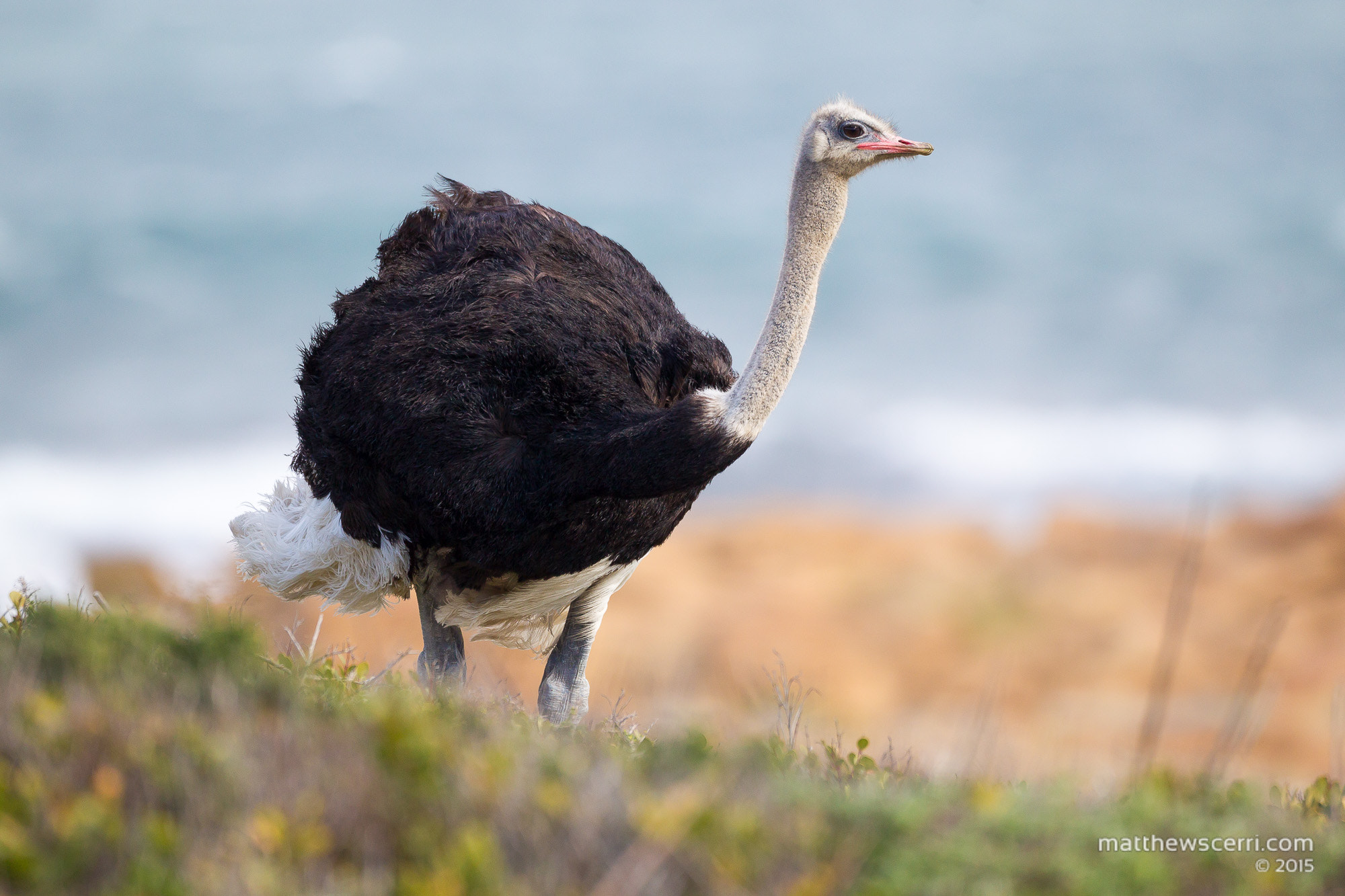 Canon EF 500mm F4L IS USM sample photo. Seaside ostrich photography