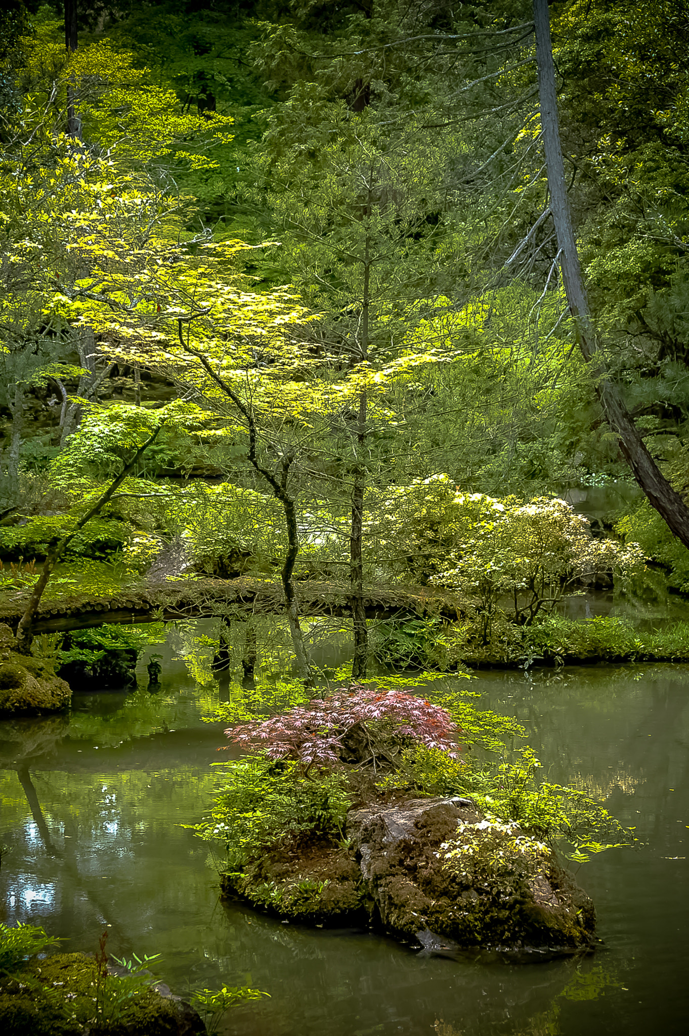AF Zoom-Nikkor 28-105mm f/3.5-4.5D IF sample photo. Saiho-ji photography