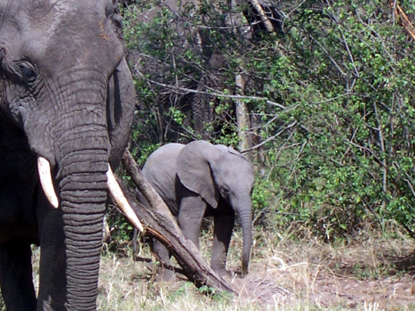 Kodak Z700 ZOOM DIGITAL CAMERA sample photo. Elephants photography