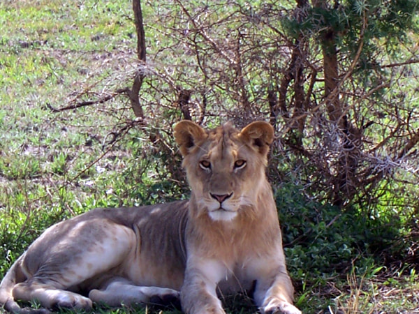 Kodak Z700 ZOOM DIGITAL CAMERA sample photo. Lion photography
