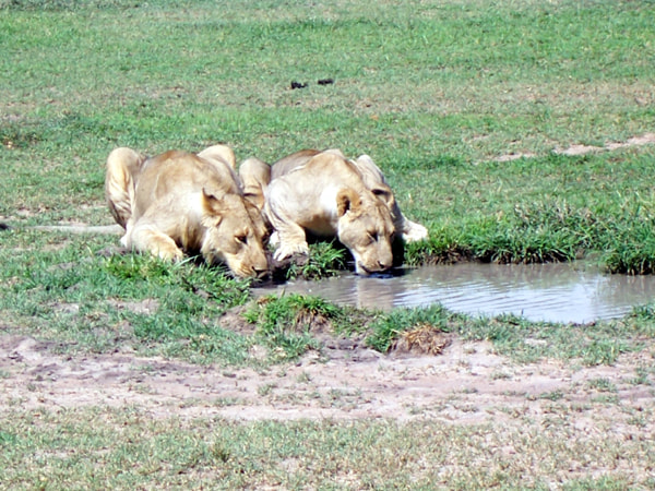 Kodak Z700 ZOOM DIGITAL CAMERA sample photo. Lion photography