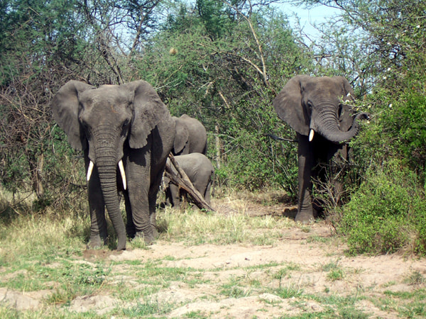 Kodak Z700 ZOOM DIGITAL CAMERA sample photo. Copy of elephants photography