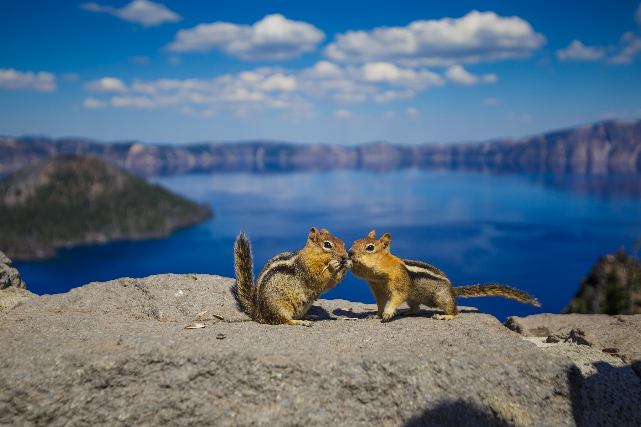 Canon EOS 6D + Tamron SP AF 17-35mm F2.8-4 Di LD Aspherical (IF) sample photo. Chipmunks at crater lake, oregon photography