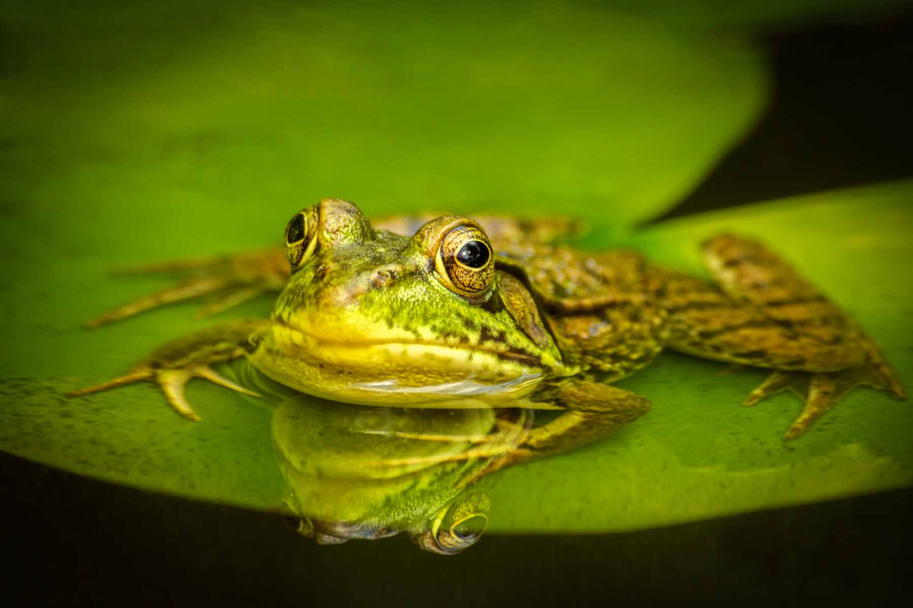 Sony Alpha DSLR-A500 + Sony DT 55-300mm F4.5-5.6 SAM sample photo. Another frog on a pad.. photography