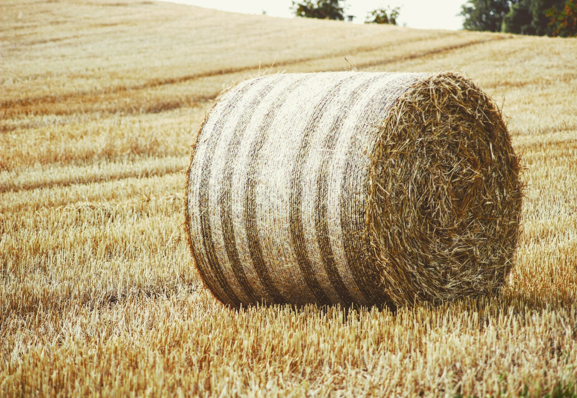 Canon 55-200mm sample photo. ...auf der jagt nach heuballen... photography