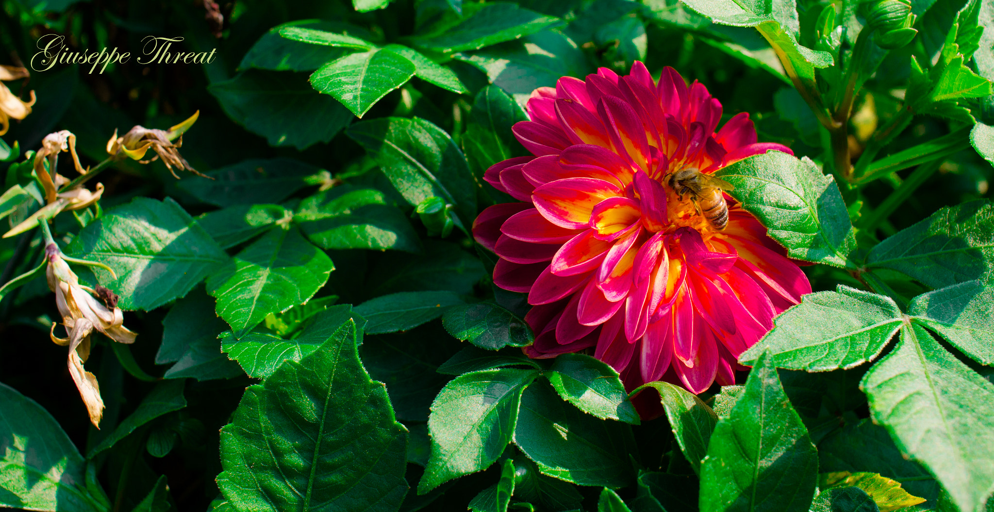 Canon EF 24mm F2.8 IS USM sample photo. Flowers photography
