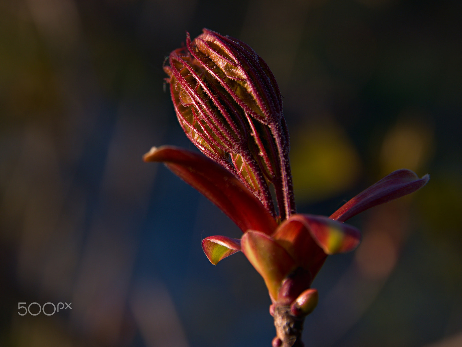 Nikon D5500 + 18.00 - 200.00 mm f/3.5 - 6.3 sample photo. Maple leaf photography