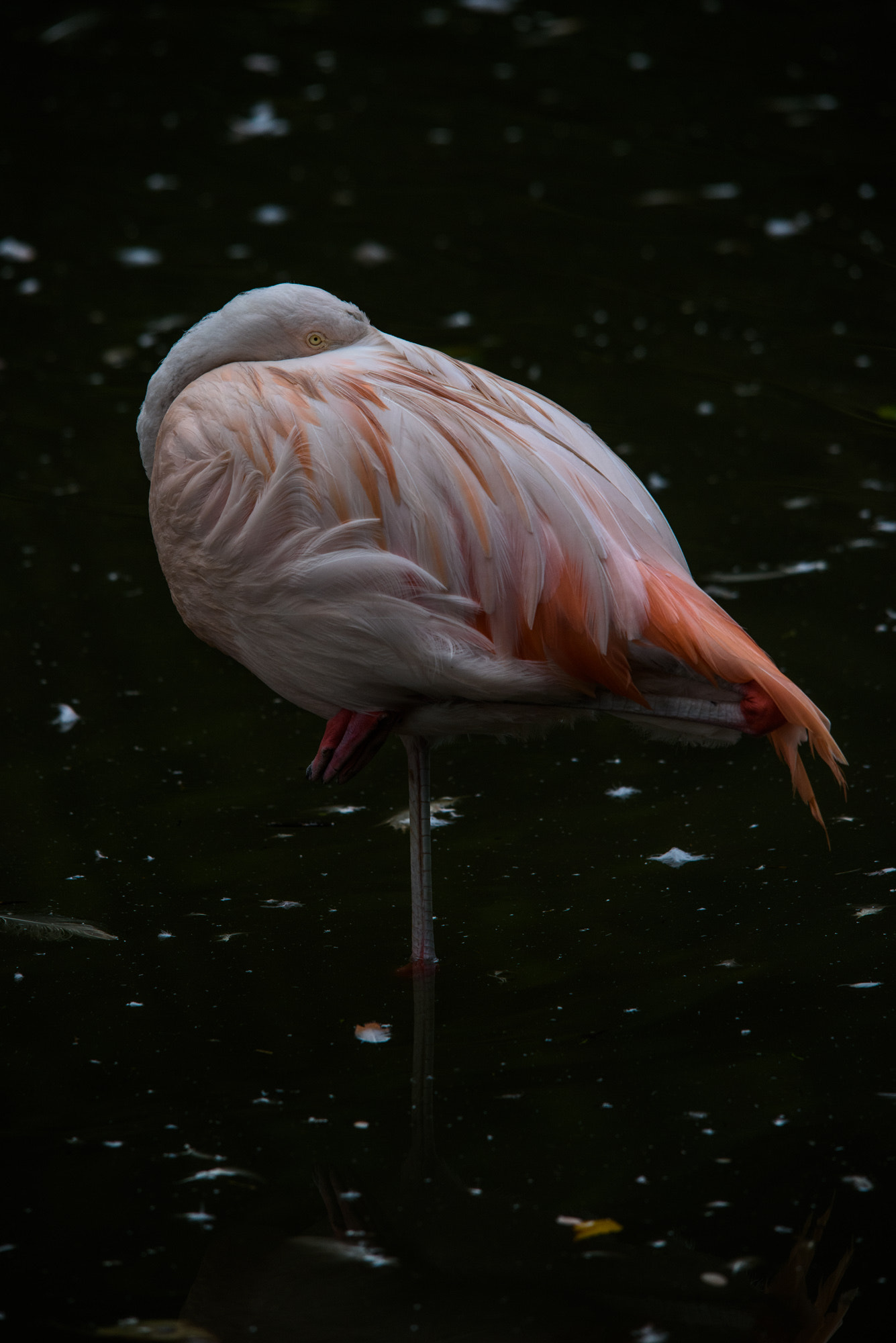 Sigma 150-500mm F5-6.3 DG OS HSM sample photo. Flamingo at its best photography