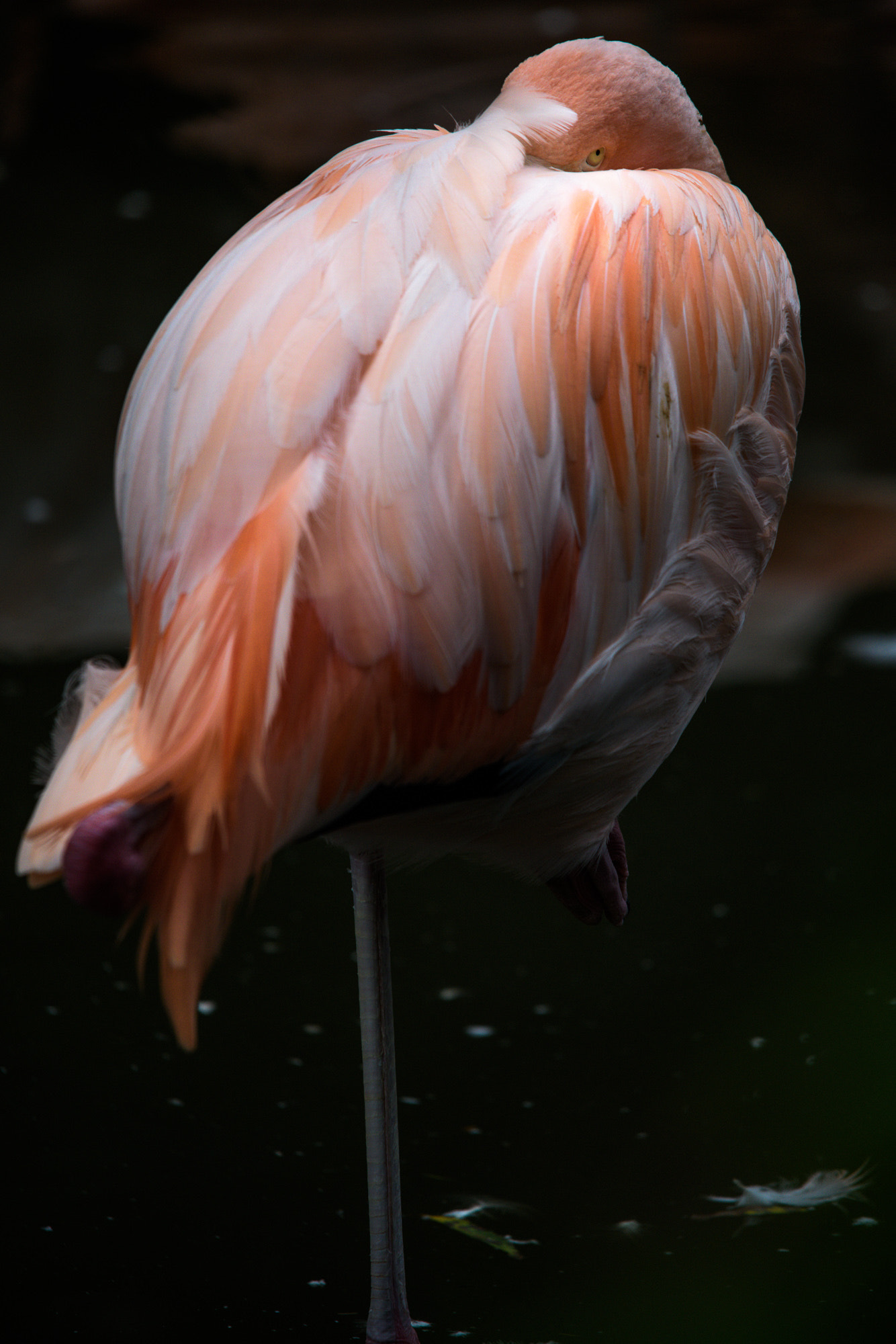 Sigma 150-500mm F5-6.3 DG OS HSM sample photo. Flamingo at its best photography