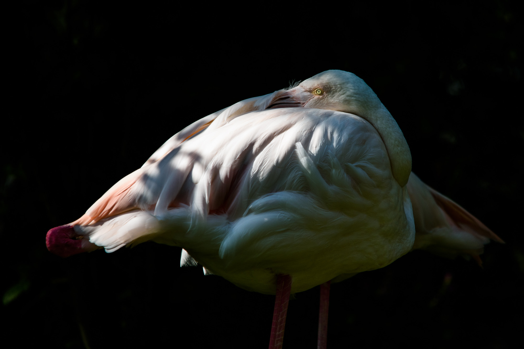 Sigma 150-500mm F5-6.3 DG OS HSM sample photo. Flamingo at its best photography