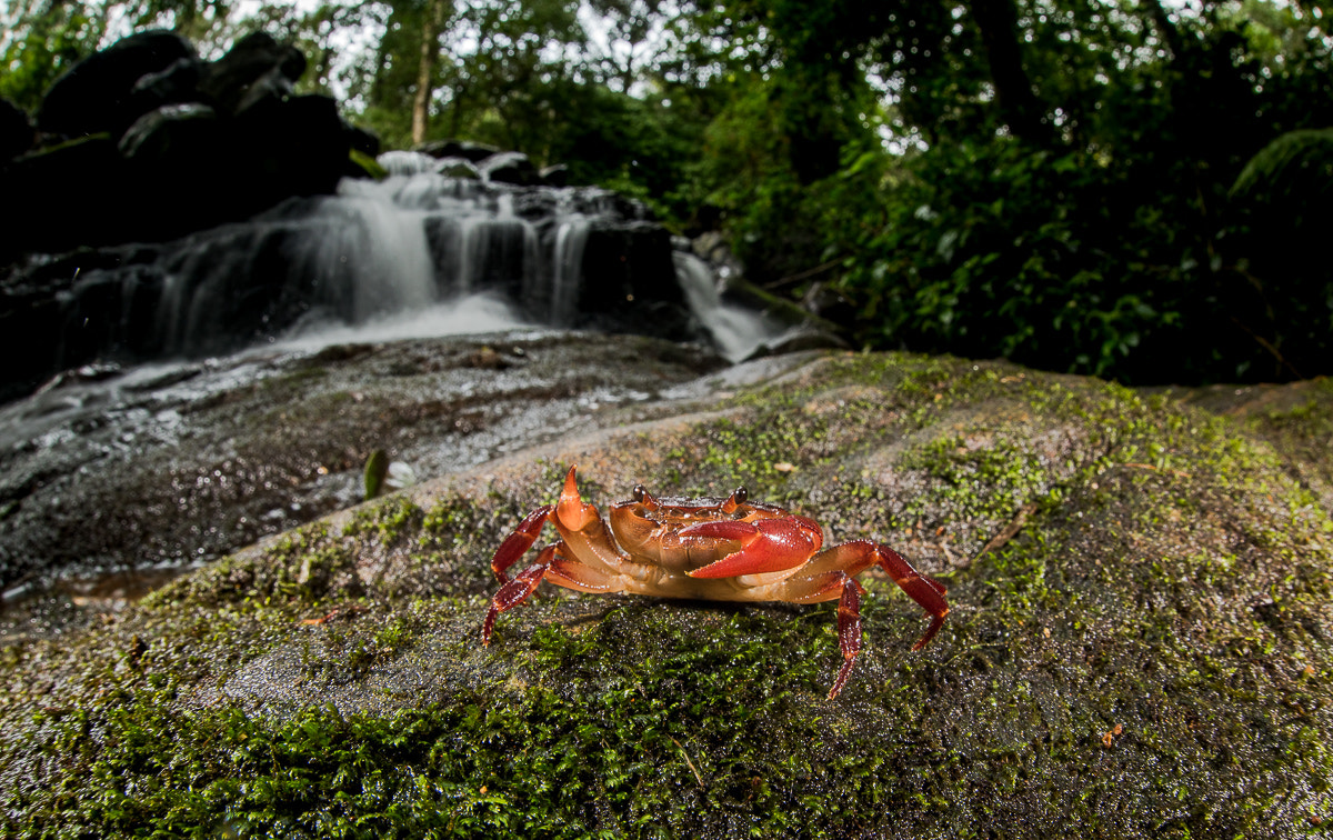 Nikon D810 + Sigma 15mm F2.8 EX DG Diagonal Fisheye sample photo. Red crab photography