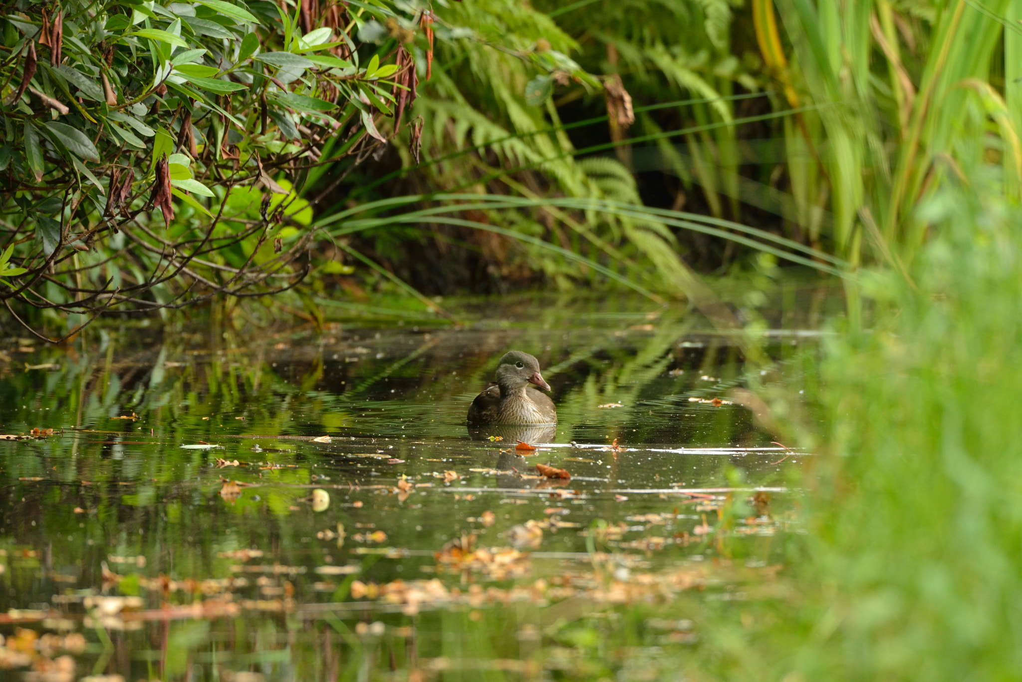 Nikon D600 + Nikon AF-S Nikkor 500mm F4G ED VR sample photo. Mandarijneend photography