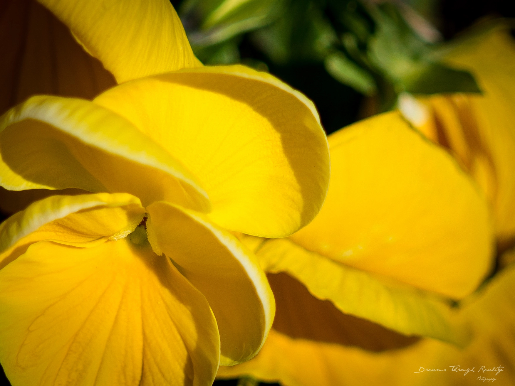 Olympus OM-D E-M10 + Sigma 30mm F2.8 DN Art sample photo. Deep in their roots, all flowers keep the light. photography