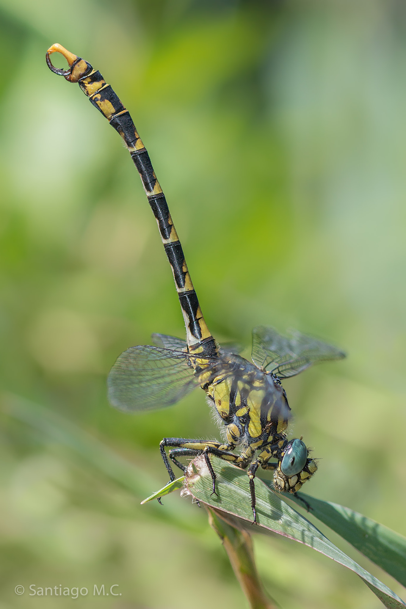 Sony SLT-A77 + Sony 100mm F2.8 Macro sample photo. Onychogomphus uncatus -olímpico photography