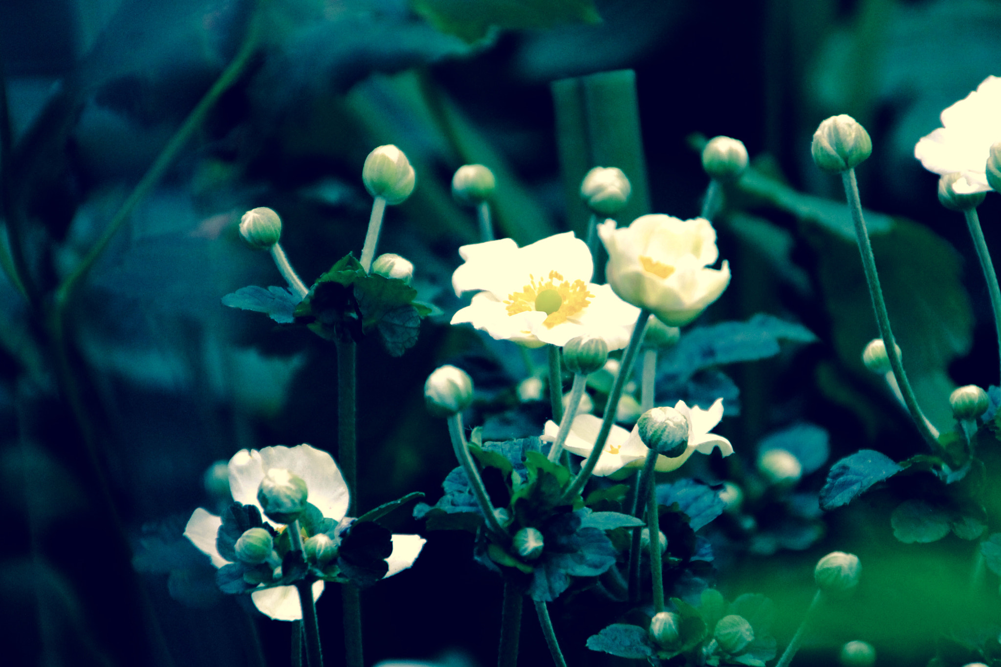 Canon 18-250mm sample photo