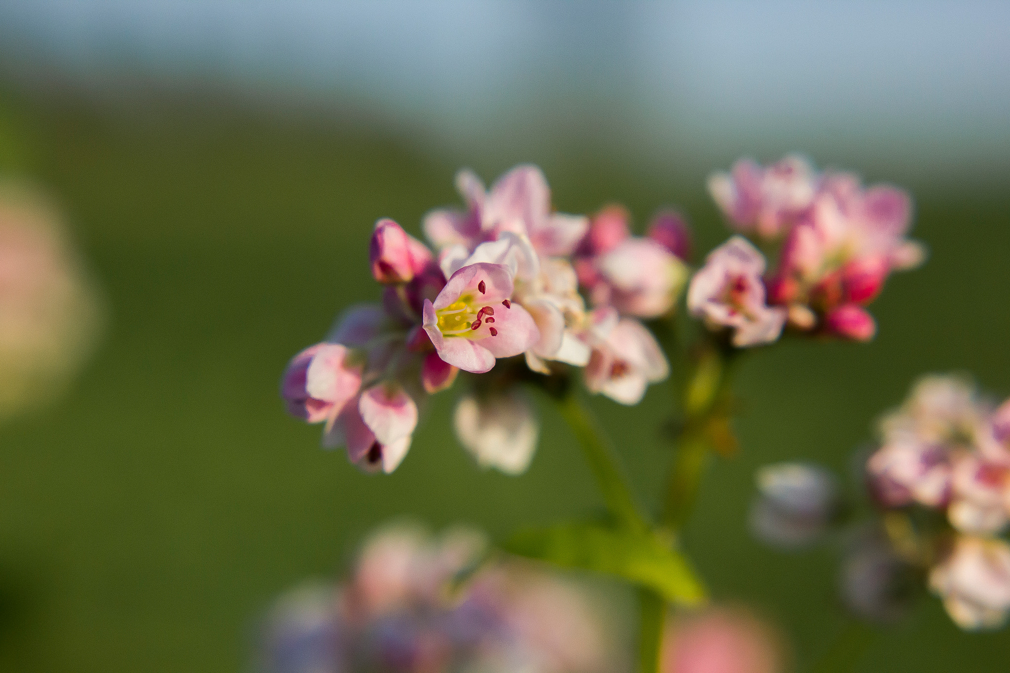 Canon EOS 550D (EOS Rebel T2i / EOS Kiss X4) sample photo. Macro hunt photography