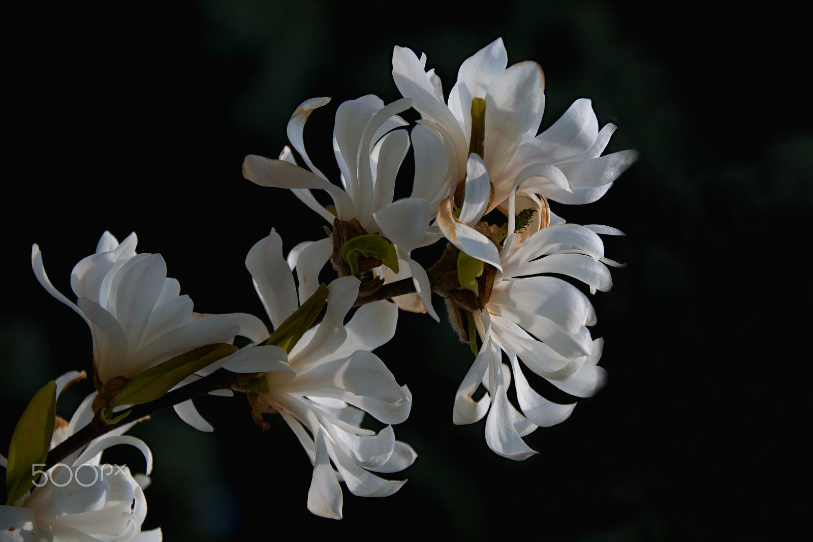 18.00 - 200.00 mm f/3.5 - 6.3 sample photo. Magnolia photography