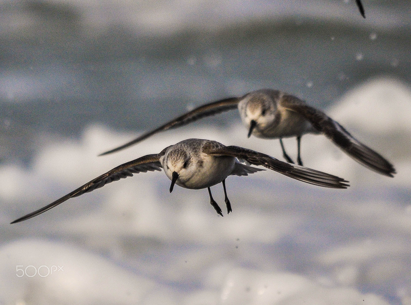 Sigma 150-500mm F5-6.3 DG OS HSM sample photo. Drieteenstrandloper / sanderling photography