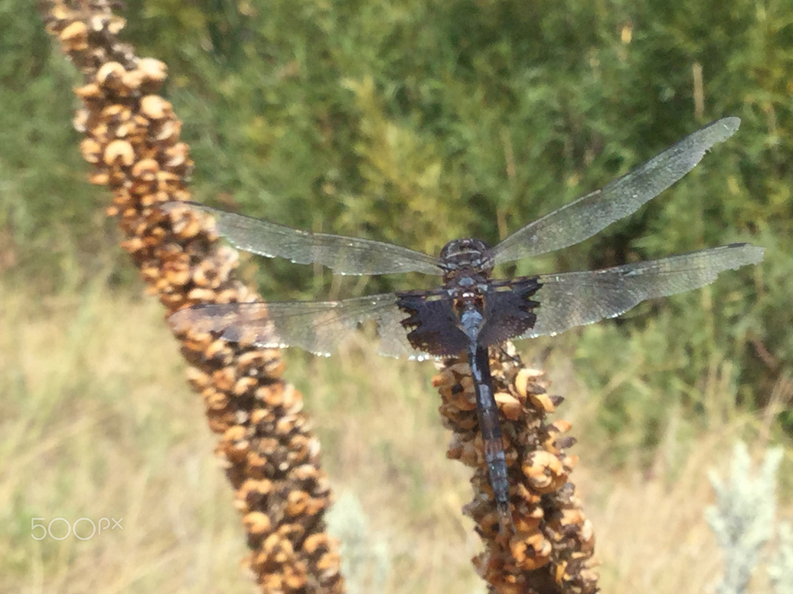 Apple iPad5,3 sample photo. Dragonfly photography