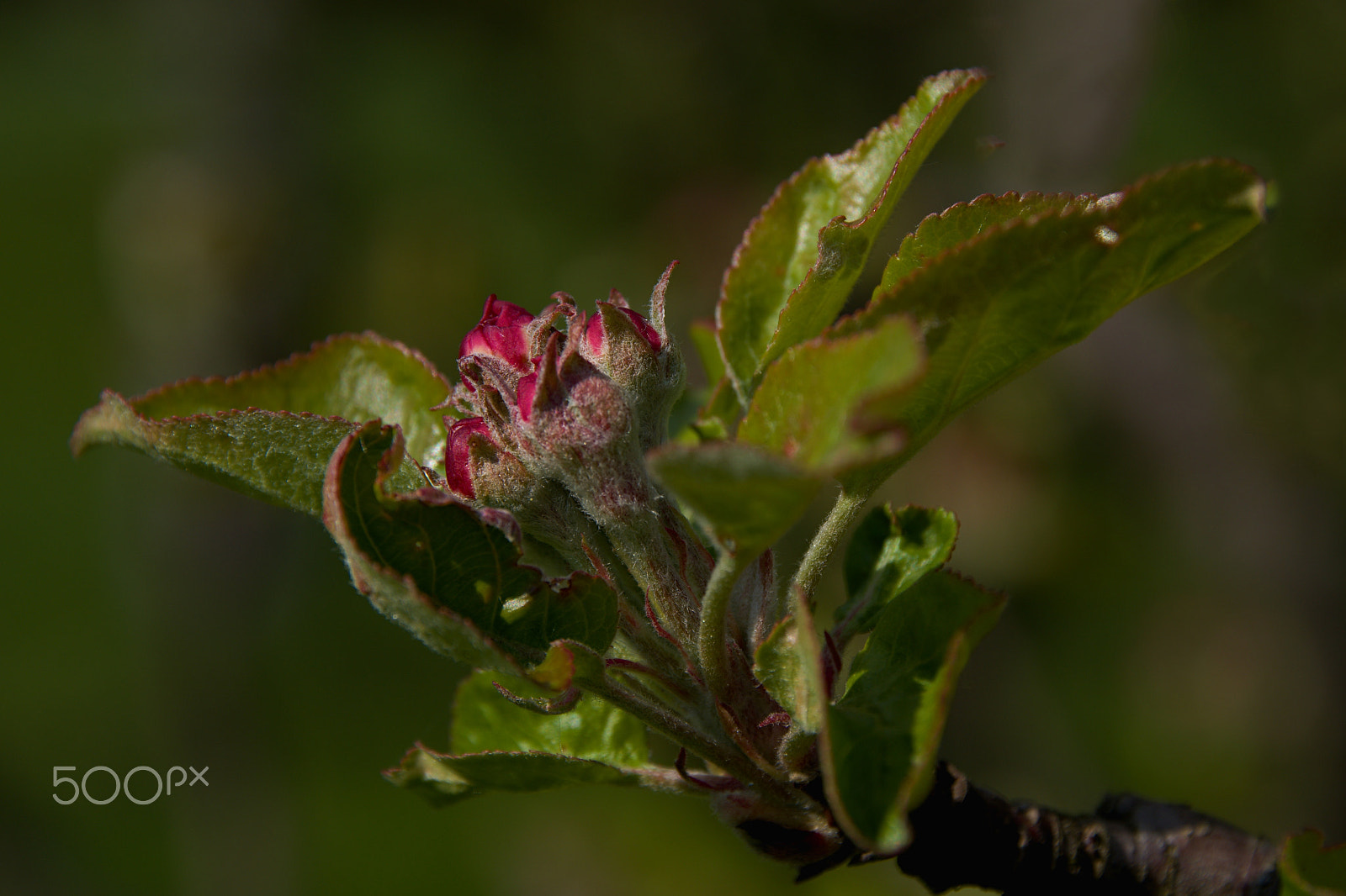 18.00 - 200.00 mm f/3.5 - 6.3 sample photo. Birth apples photography