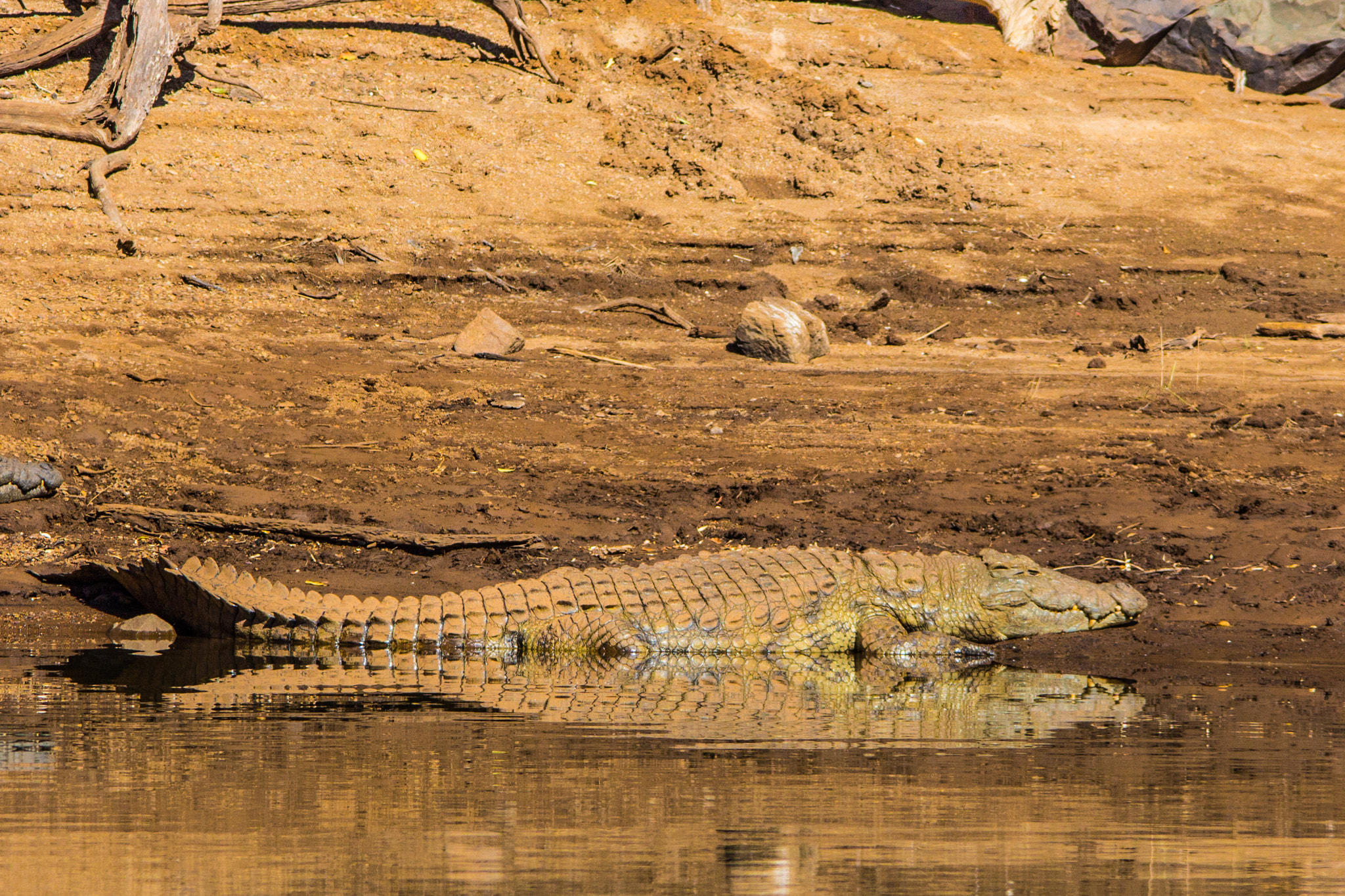 Sigma 150-500mm F5-6.3 DG OS HSM sample photo. Crocodile reflection photography