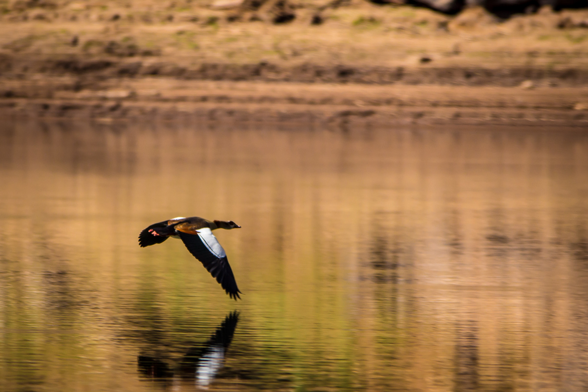 Sigma 150-500mm F5-6.3 DG OS HSM sample photo. Bird reflection photography