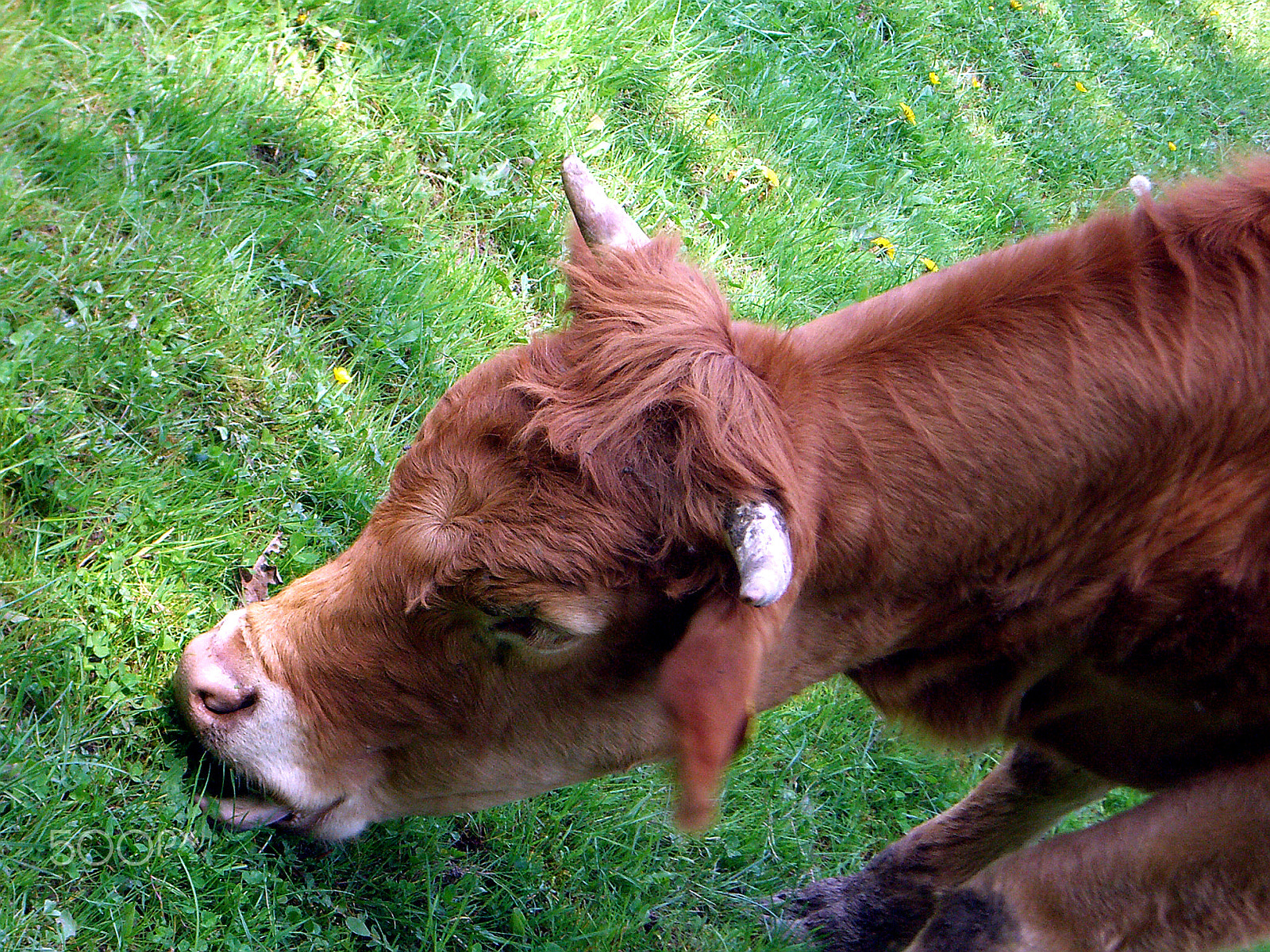 CASIO EX-S500 sample photo. German cow photography