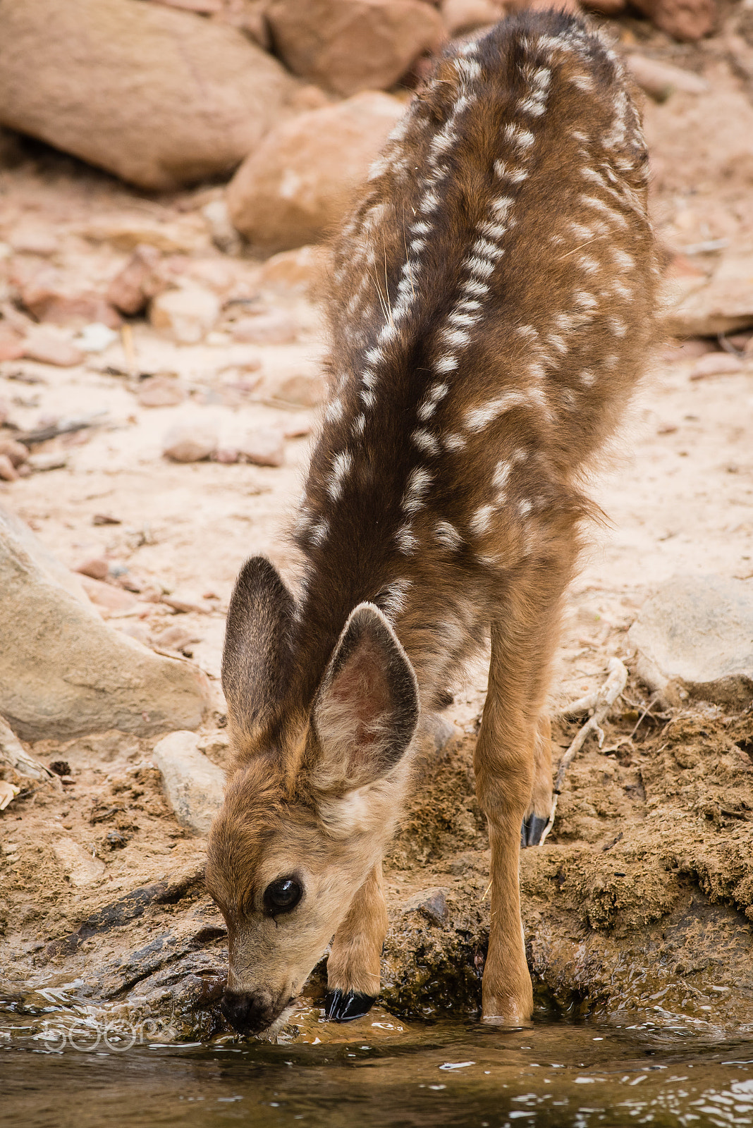 Nikon D810 + Nikon AF-S Nikkor 300mm F4D ED-IF sample photo. Mule deer foal at the virgin river, zion np. photography