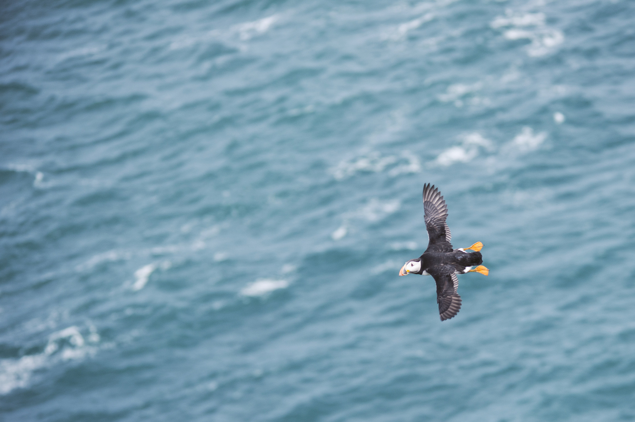 Sigma 150-500mm F5-6.3 DG OS HSM sample photo