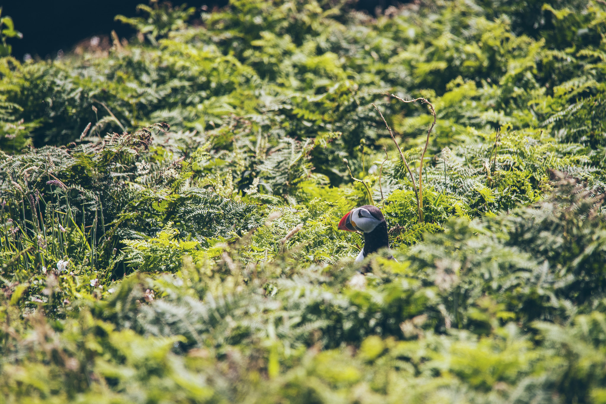 Sigma 150-500mm F5-6.3 DG OS HSM sample photo