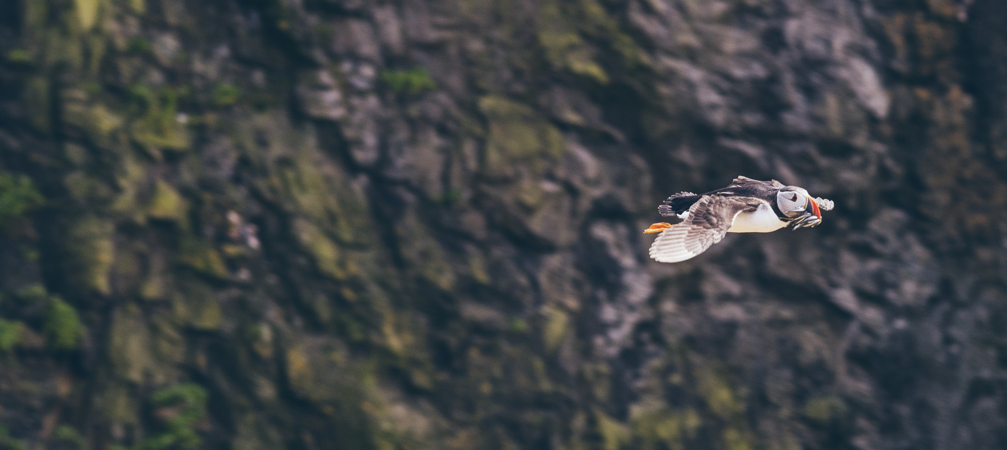 Sigma 150-500mm F5-6.3 DG OS HSM sample photo