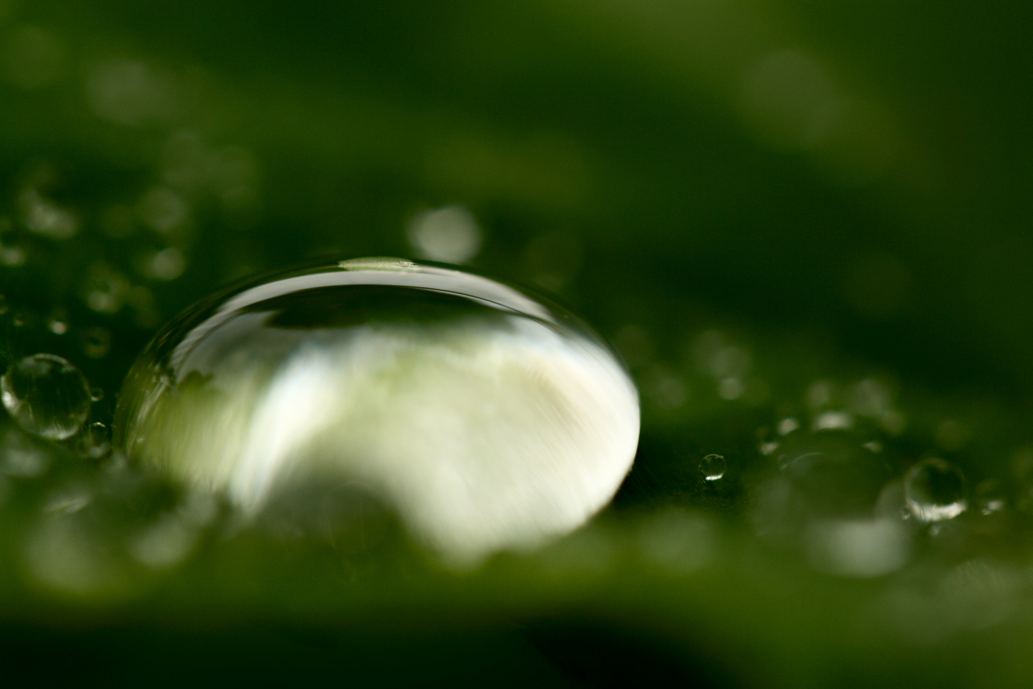 Canon EF 100mm F2.8 Macro USM sample photo. A huge water pearl photography