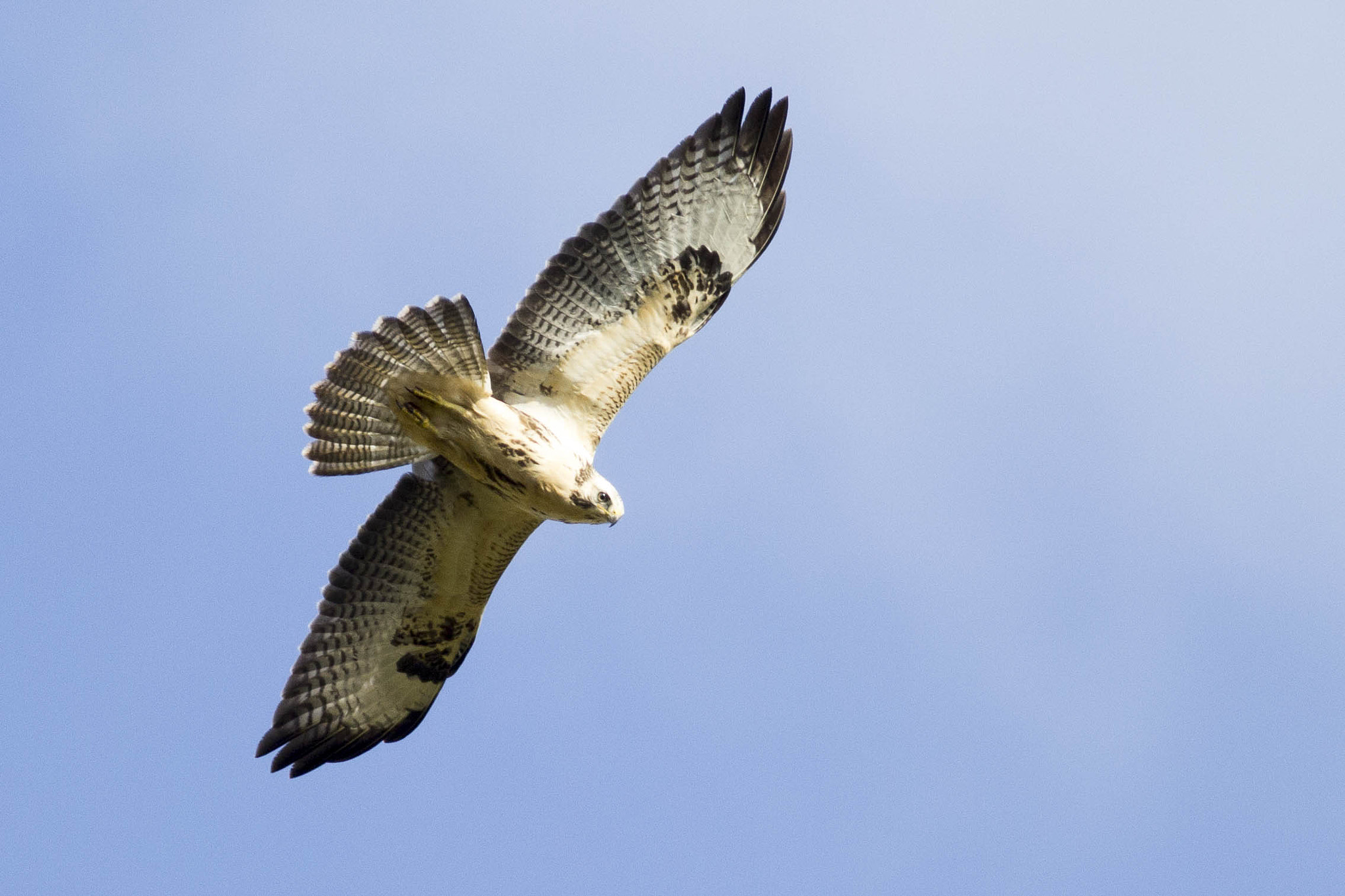 Canon EOS 60D + Canon EF 400mm F5.6L USM sample photo. Common buzzard photography