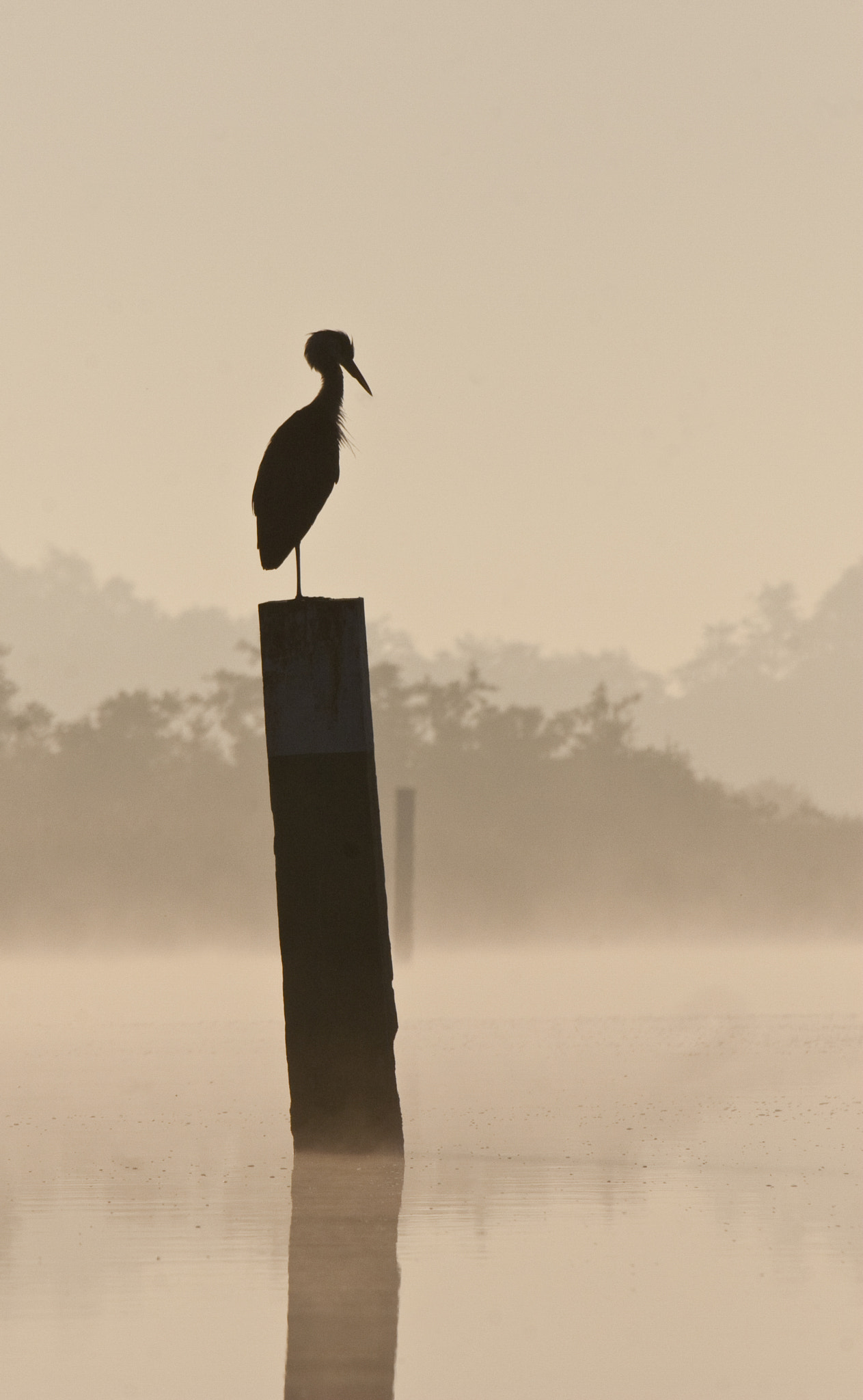 Canon EOS 30D + Canon EF 100-400mm F4.5-5.6L IS USM sample photo. Heron on a post photography