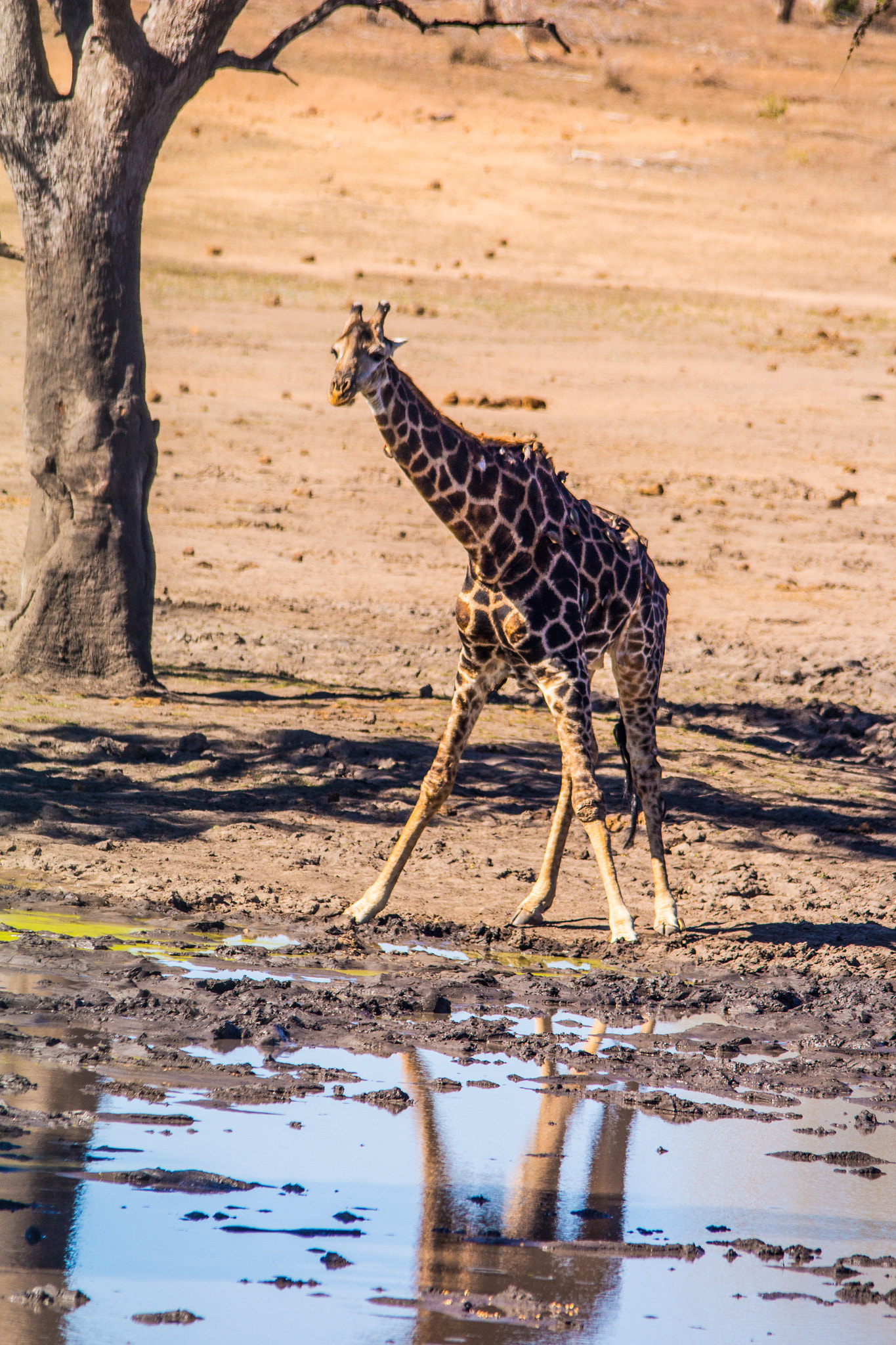 Sigma 150-500mm F5-6.3 DG OS HSM sample photo. Giraffe drinking water photography