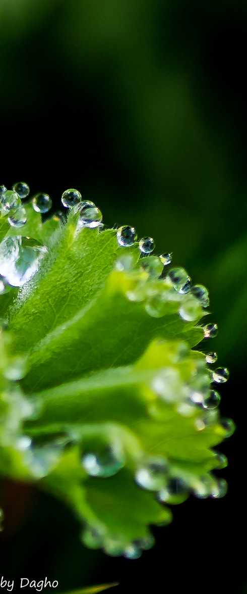 Canon EOS 6D + Canon EF 50mm F2.5 Macro sample photo. Drops photography