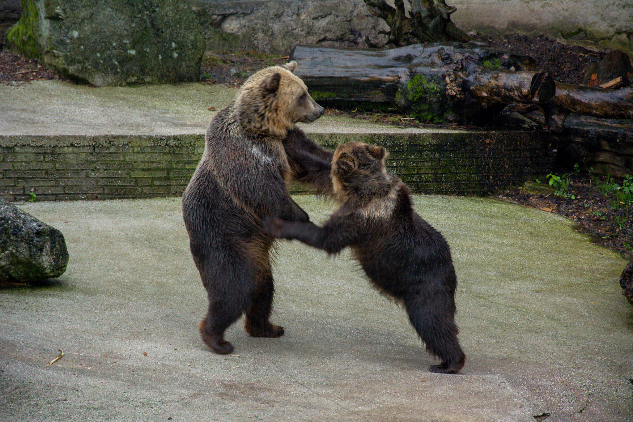 18.00 - 105.00 mm f/3.5 - 5.6 sample photo. Dancing photography