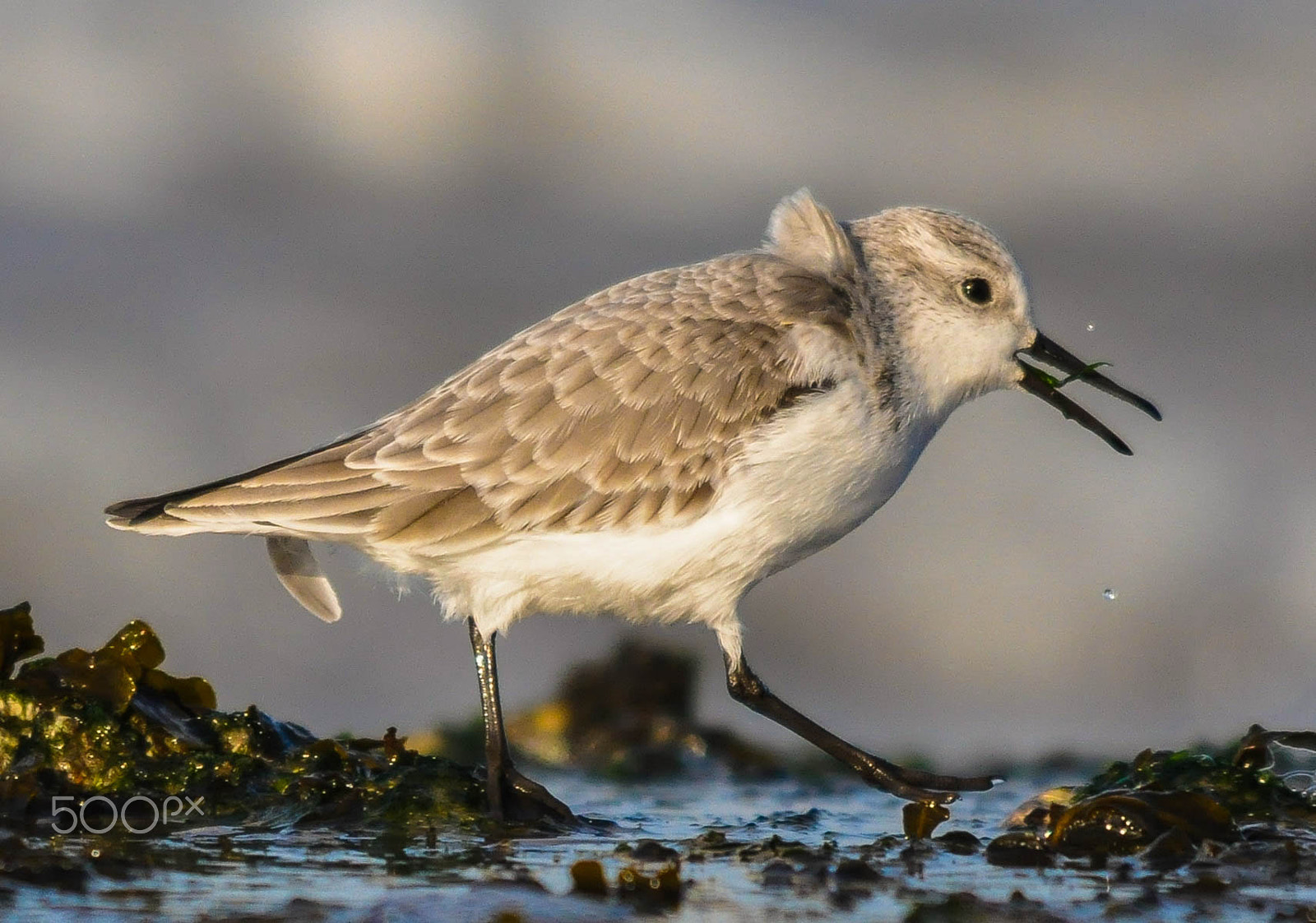 Sigma 150-500mm F5-6.3 DG OS HSM sample photo. Drieteenstrandloper / sanderling photography