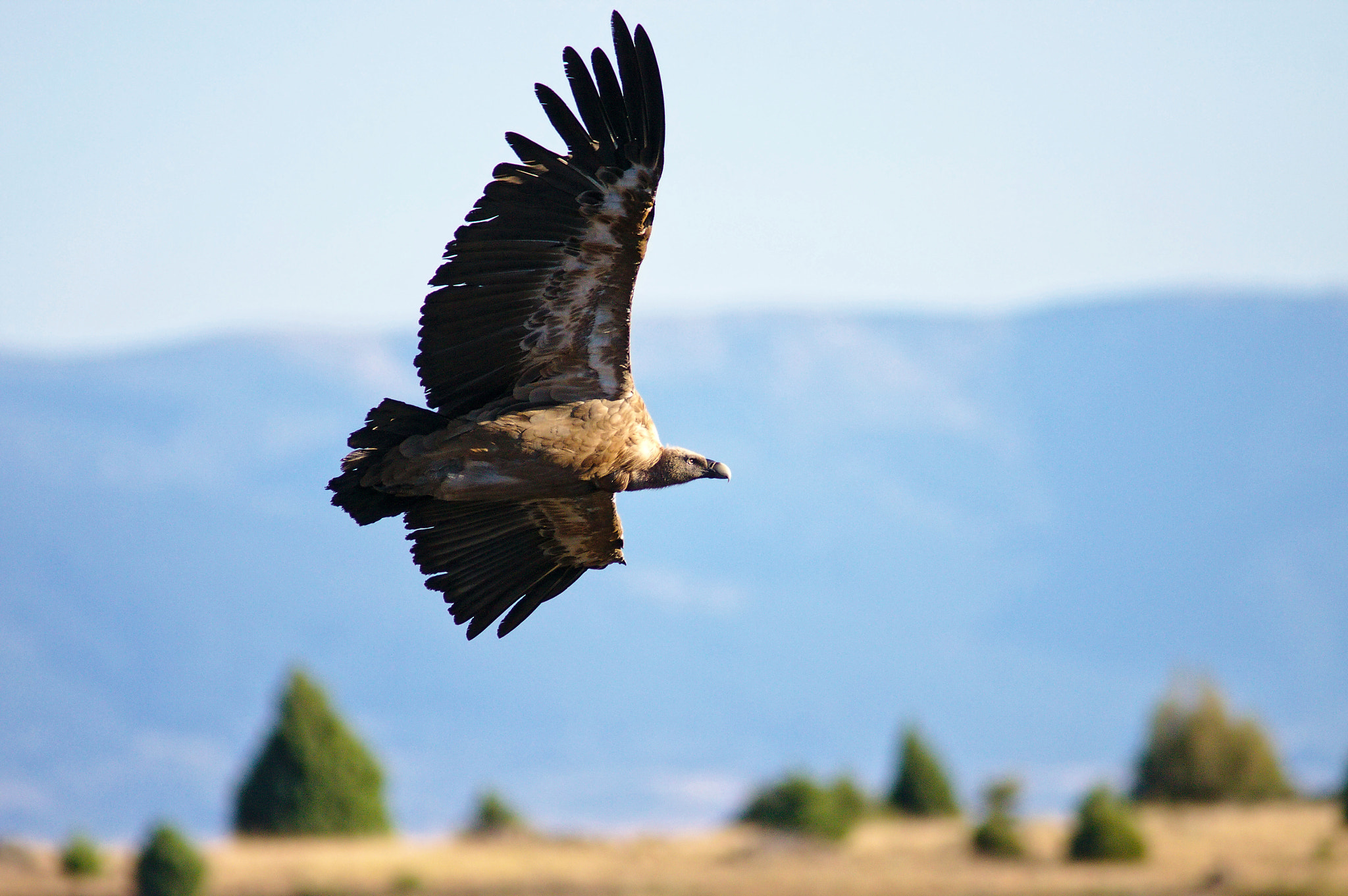 Canon EF 70-200mm F2.8L USM sample photo. Buitre leonado / griffon vulture photography