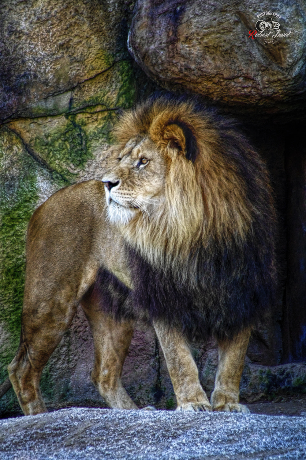 Pentax smc DA 55-300mm F4.0-5.8 ED sample photo. Lion photography