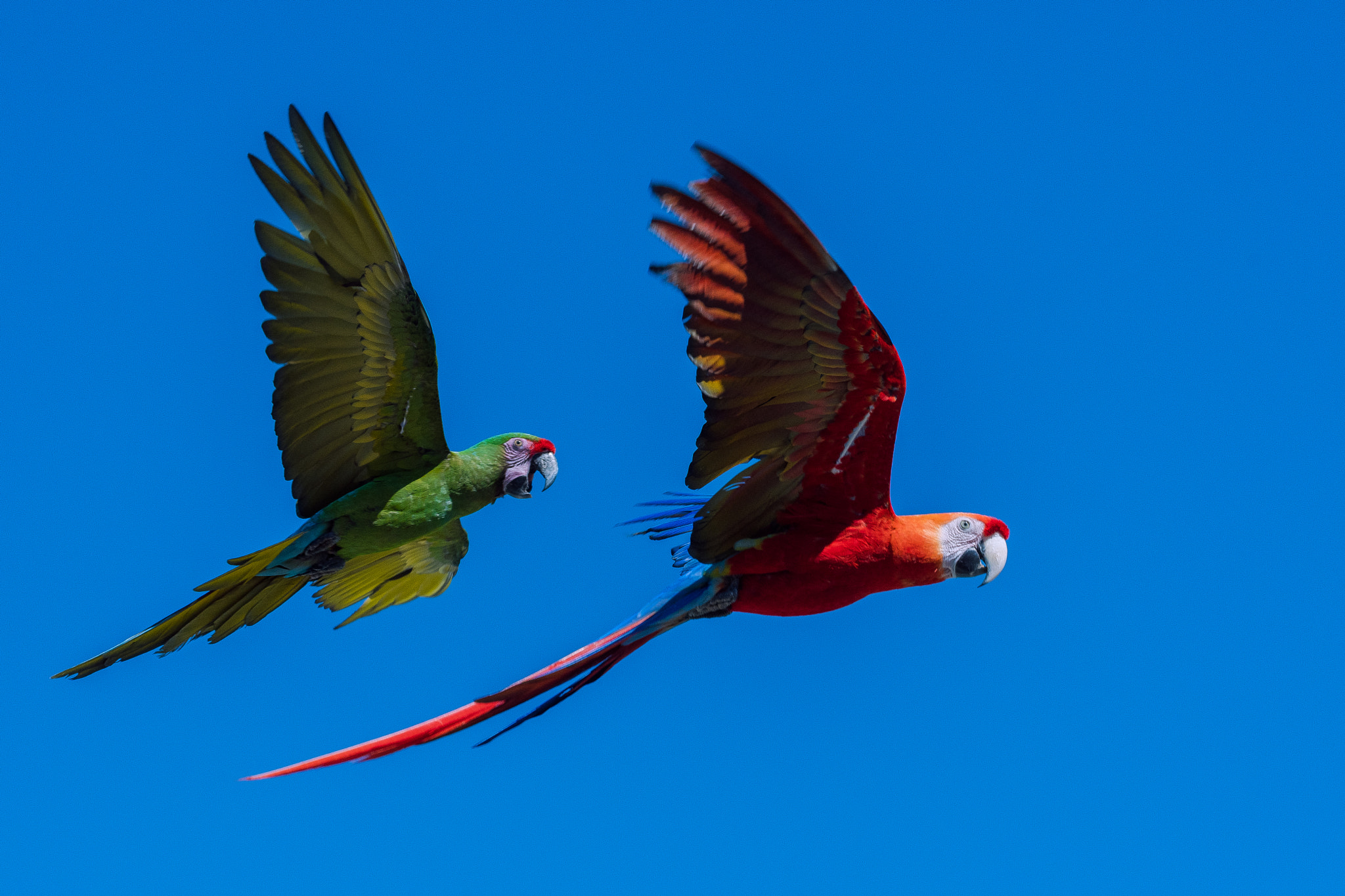 Nikon D500 sample photo. Macaws flight (ara) photography