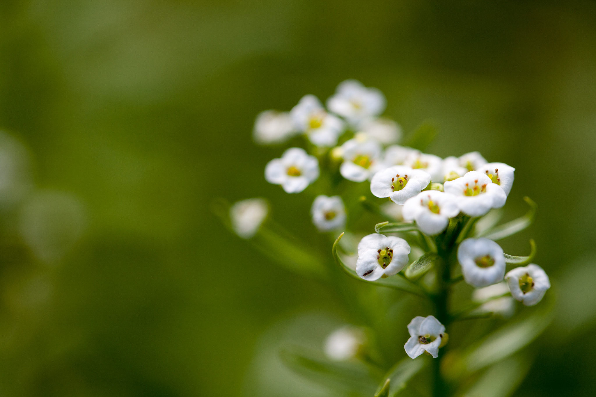 Canon EOS 5D + Canon EF 100mm F2.8L Macro IS USM sample photo. Little green giants photography