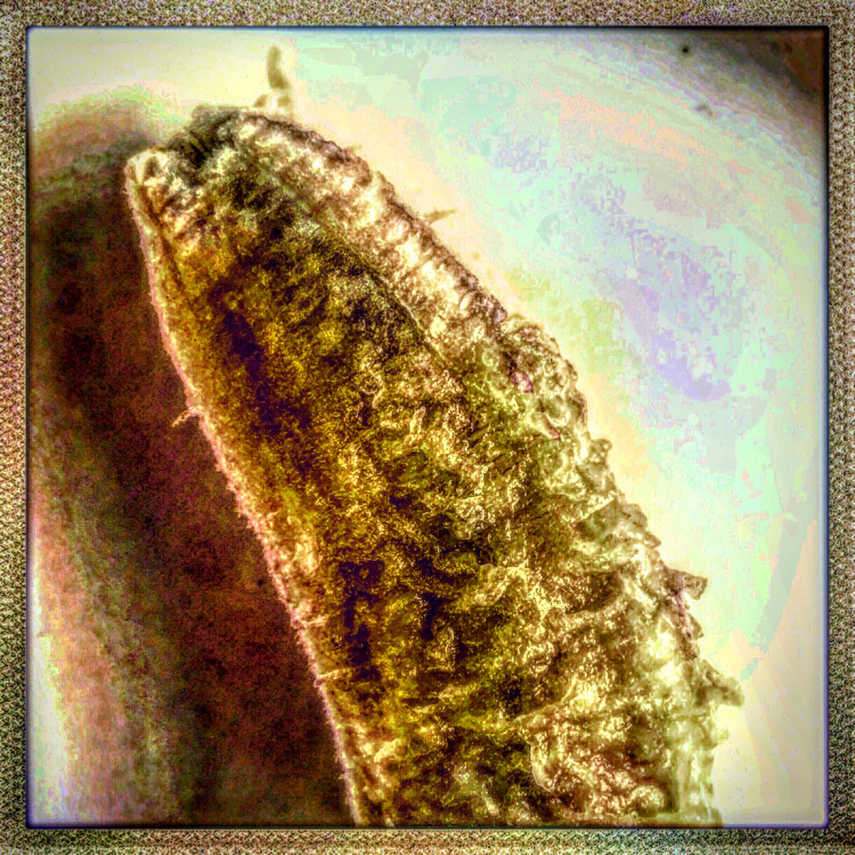 Hipstamatic 313 sample photo. Gone bananas #i photography