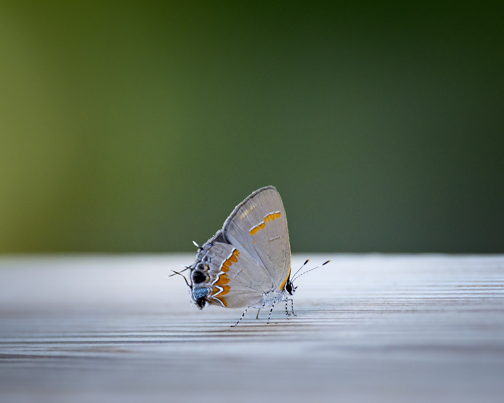 Nikon Nikkor AF-S 300mm F4E PF ED VR sample photo. Red-banded hairstreak photography