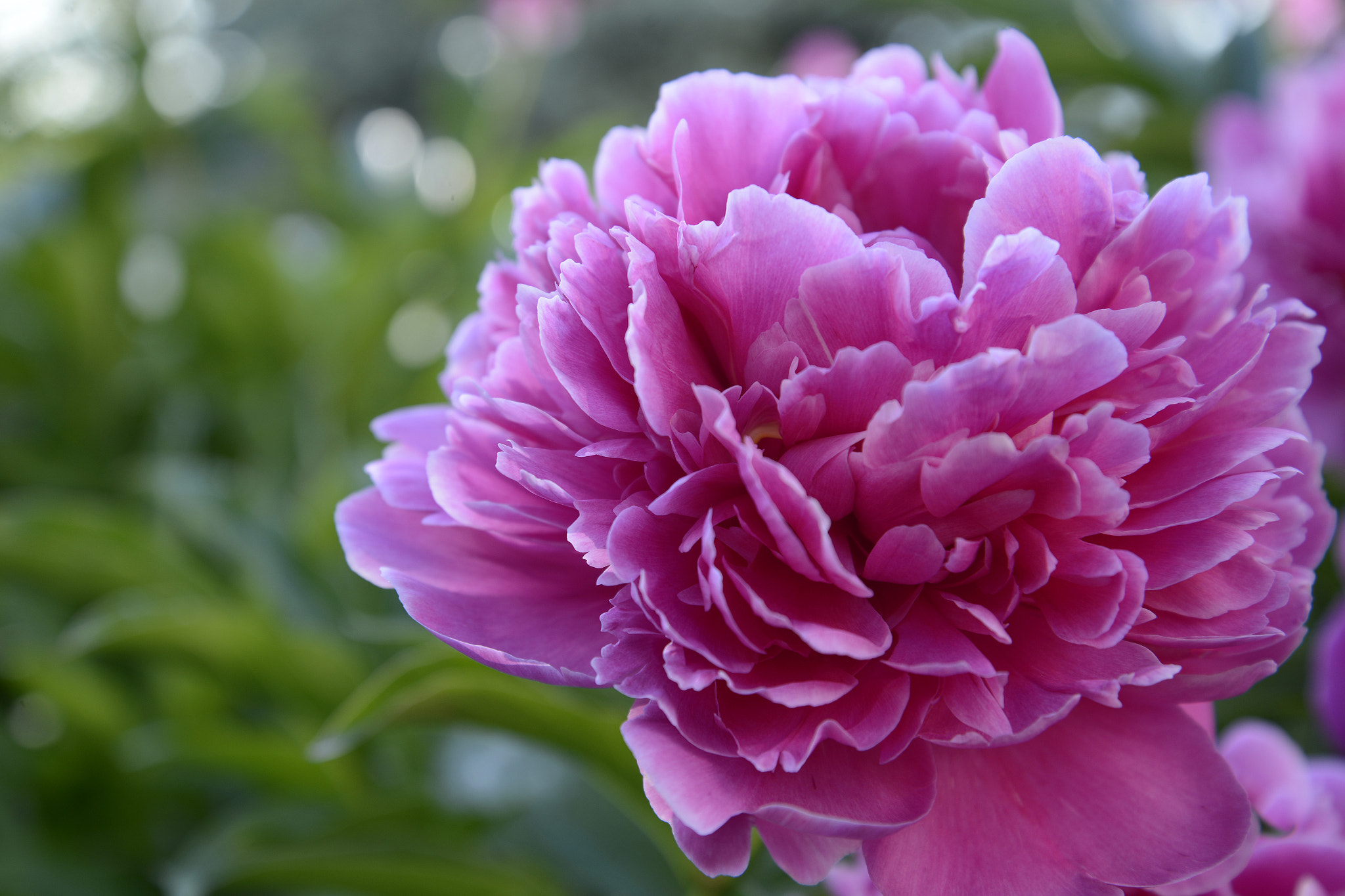 Sigma 17-50mm F2.8 EX DC OS HSM sample photo. Peony photography
