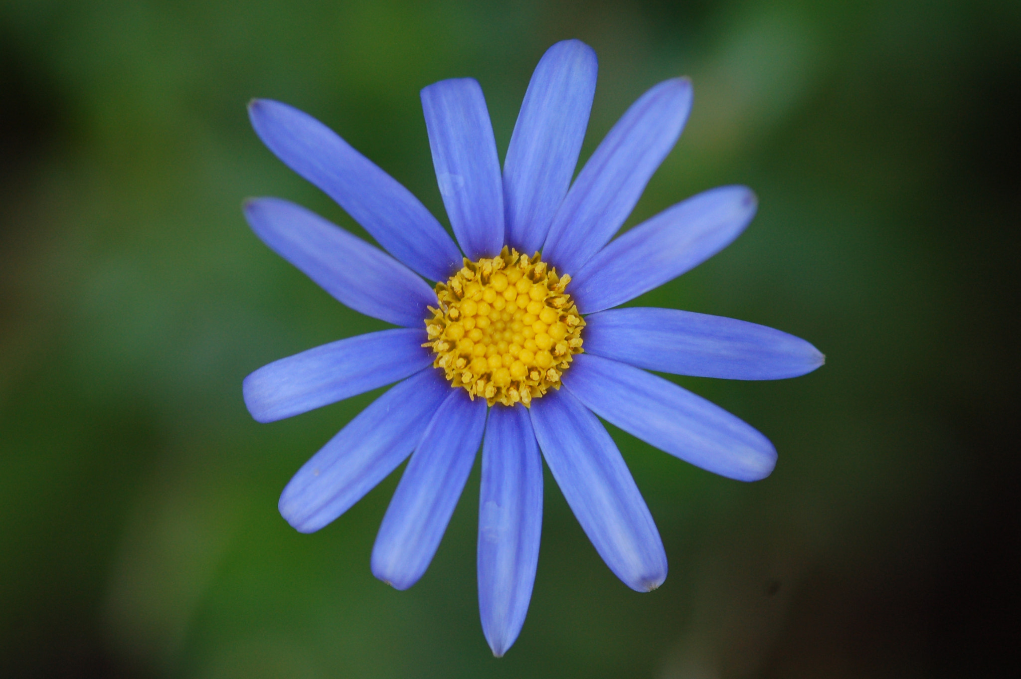 Nikon D50 + Sigma 105mm F2.8 EX DG Macro sample photo. Blue flower photography