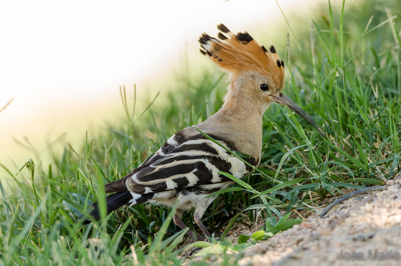 Sigma 150-600mm F5-6.3 DG OS HSM | S sample photo. Hoopoe photography